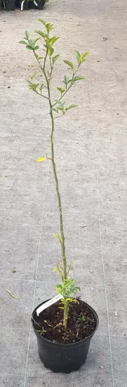 Citrange 'Carrizo' (Citrus sinensis) — jeune plant greffé très élancé sur sol de pépinière · Pot 3L Baliveau