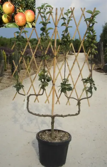 Pommier 'Cox's orange pippin' (Malus domestica) — arbre palissé en pot sur allée de pépinière · Pot 30L