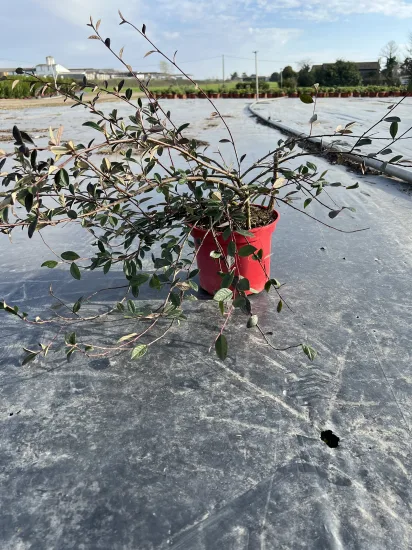 Cotonéaster laiteux — Pot 4L