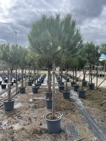 Pin parasol — Pot 35L