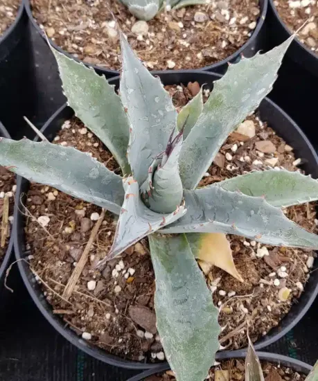 Agave parrasana — jeune plante succulente en rosette dans un pot · Pot 2.5L