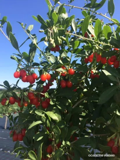 Goji