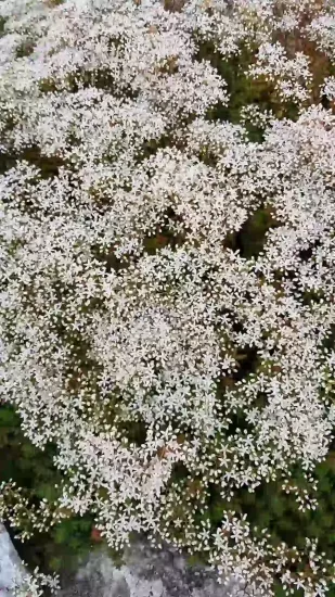 Sédum blanc ' '