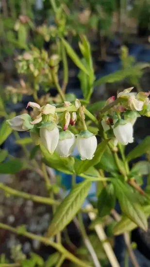 Myrtillier 'Hardy blue' (Vaccinium corymbosum) — grappes de petites fleurs blanches pendantes