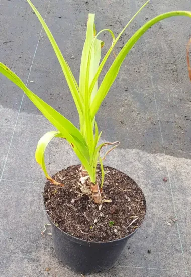 Crinole de powell 'Rosea' — Pot 5L