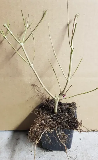 Arbre au poivre 'Rosea' (Vitex agnus) — jeune plant racines nues dans pot plastique · Godet