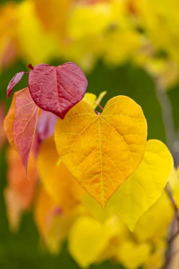 Gainier du canada 'Hearts of gold'