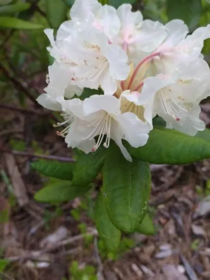 Azalée japonaise 'Ivory blanc'