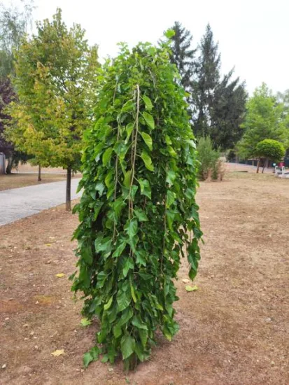 Mûrier pleureur 'Pendula'