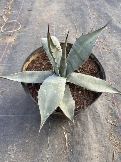 Agave havardiana — Pot 5L