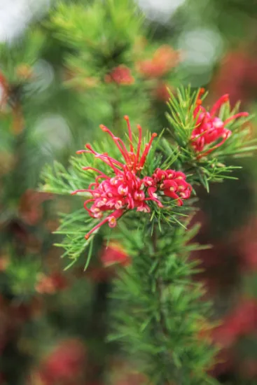 Grevillea 'New blood'