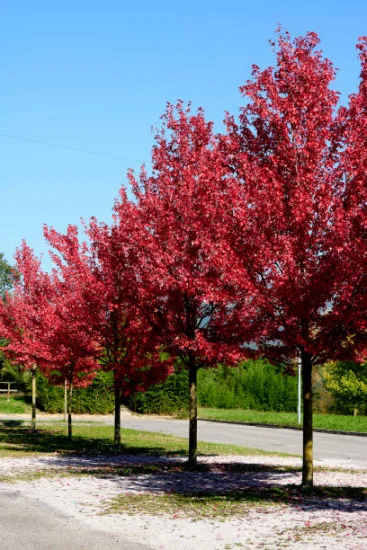 Charme commun 'Rock hampton red'