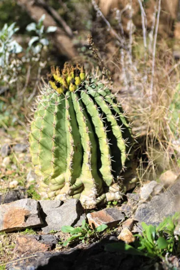 Cactus Féroce pottsii