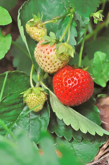 Fraisier 'Ewigi liebi'