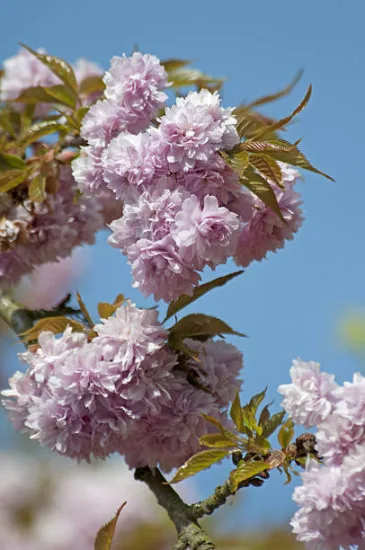 Cerisier du japon 'Kiku shidare zakura'