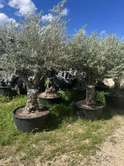 Olivier d'europe — Pot 240L