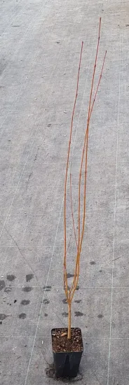Arbre caramel (Cercidiphyllum japonicum) — jeunes tiges ligneuses dressées sur sol de pépinière · Godet