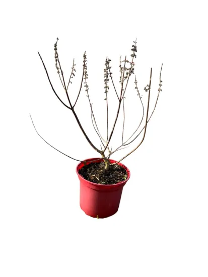 Arbre au poivre 'F latifolia'