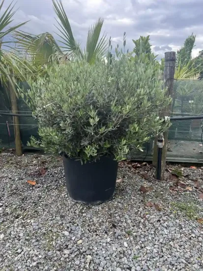 Olivier d'europe — Pot 90L