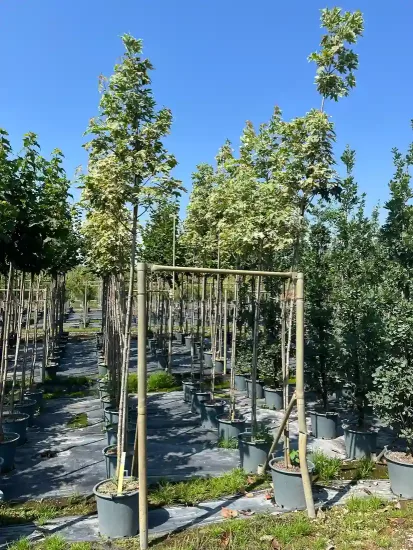 Érable plane 'Drummondii' — Pot 30L Tige 8/10