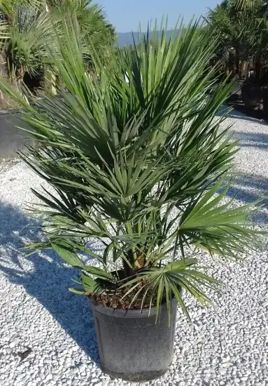 Palmier nain (Chamaerops humilis) — grand plant à feuilles palmées vertes en pot · Pot 15L