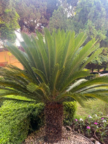 Cycas d'intérieur