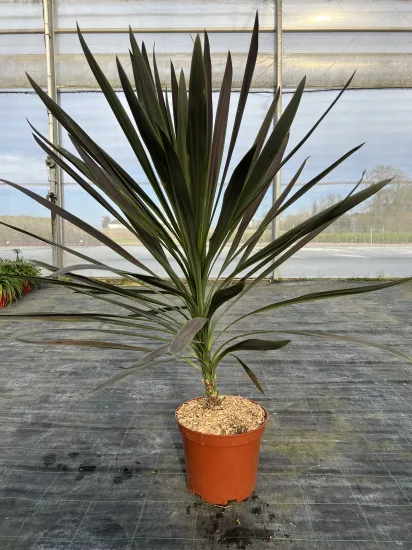 Cordyline 'Choco mint' — Pot 4L
