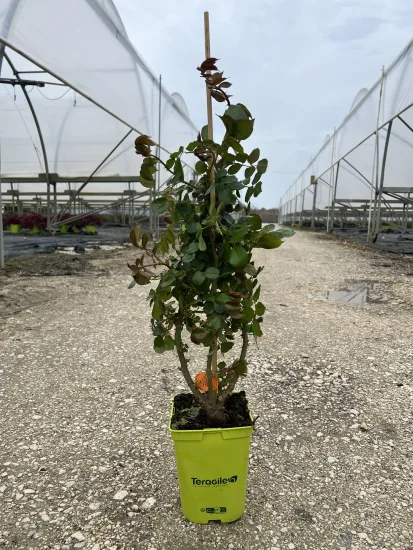 Rosier 'Pierre de ronsard ' — Pot 3L