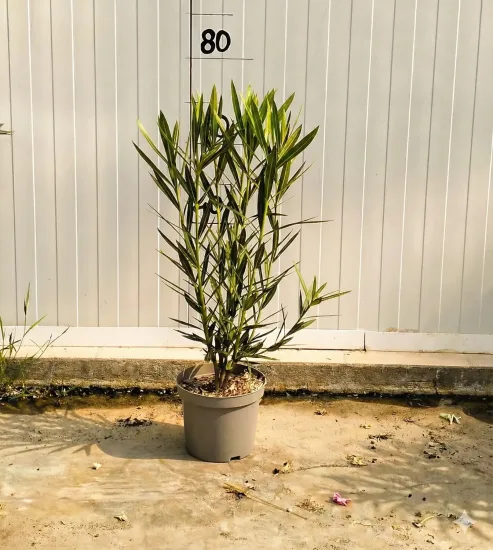 Laurier rose 'Album maximum' — Pot 3L