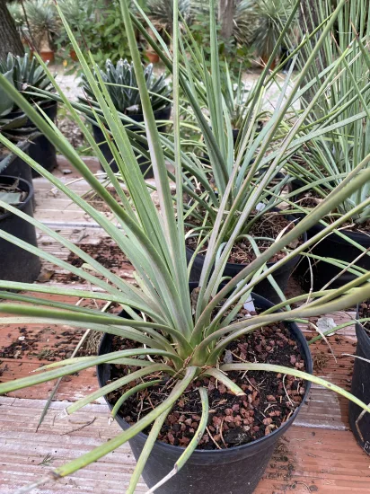 Agave à feuilles striées (Agave striata) — Pot 5L, photo 4