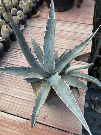 Agave xylanocantha — Pot 1L
