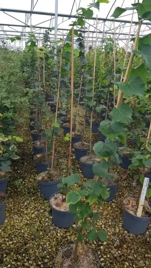 Tilleul cordé — rangées de jeunes arbres en conteneurs alignés · Pot 8L Baliveau
