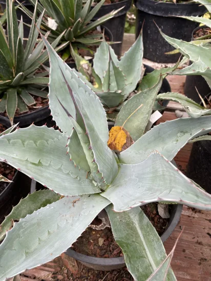 Agave à feuilles ovales (Agave ovatifolia) — Pot 5L