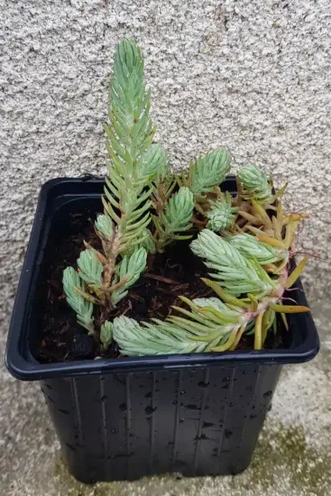 Sedum 'Blue spruce' (Sedum reflexum) — tiges dressées et retombantes dans un pot noir · Godet