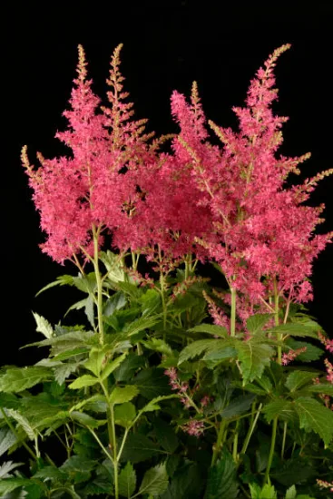 Astilbe 'Yunique red'