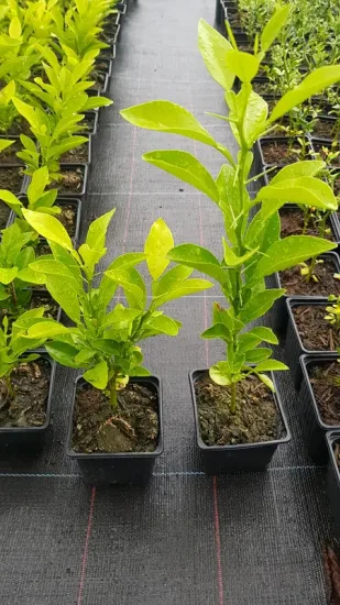 Bigarade 'Australian' (Citrus aurantium) — jeunes plants feuillus en petits godets alignés · Godet