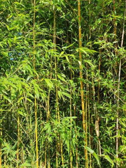 Bambou doré