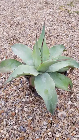 Agave à feuilles ovales 'Vanzie' (Agave ovatifolia) — succulente en rosette dans un petit pot noir · Pot 2.5L