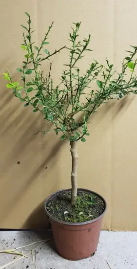 Citronnier caviar 'Rose'