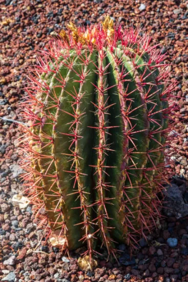 Cactus féroce 'pilosus' (Ferocactus stainesii)