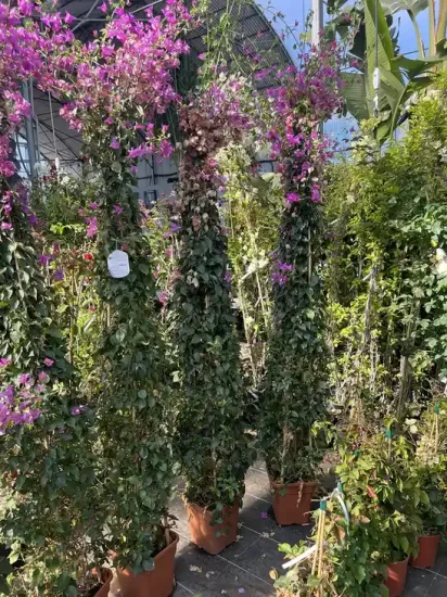 BOUGAINVILLEA glabra sanderiana — Pot 25L