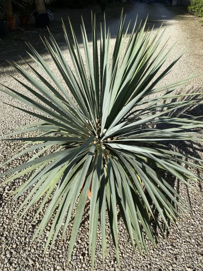 Yucca 'French flag' — Pot 10L
