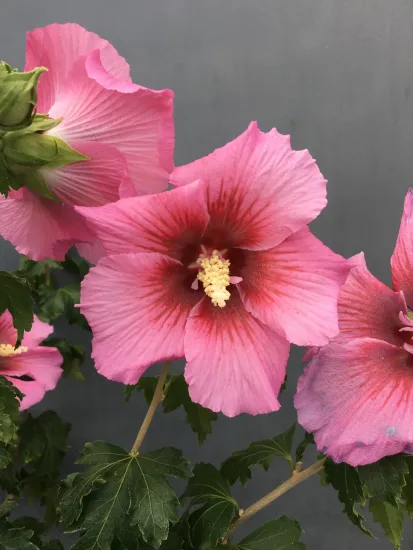 Althéa 'Hibisa rosada'