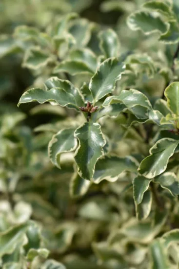 Pittospore 'Variegatum'