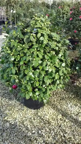 Camélia du japon (Camellia japonica) — arbuste dense à feuillage luisant avec quelques boutons · Pot 35L