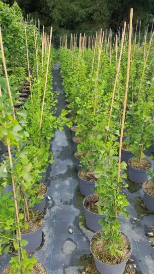 Arbre aux quarante écus 'Fastigiata blagon' (Ginkgo biloba) — rangées de jeunes arbres tuteurés en pots · Pot 8L Baliveau
