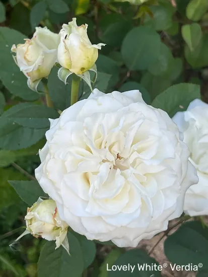 Rosier 'Lovely white voluptia'