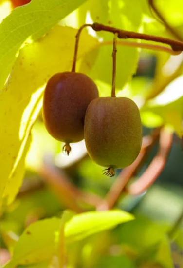 Kiwi 'Redumbo femelle'