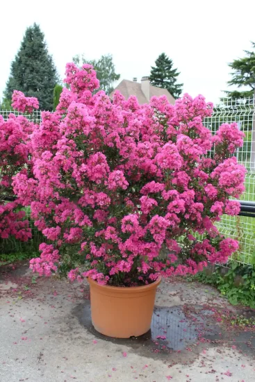 Lilas des indes 'Bergerac'