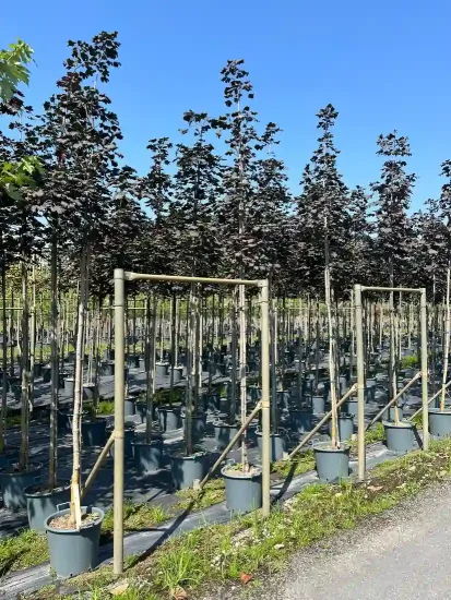 Érable plane 'Schwedleri nigrum' (Acer platanoides) — rangées d'arbres en pot tuteurés en pépinière · Pot 30L Tige 8/10